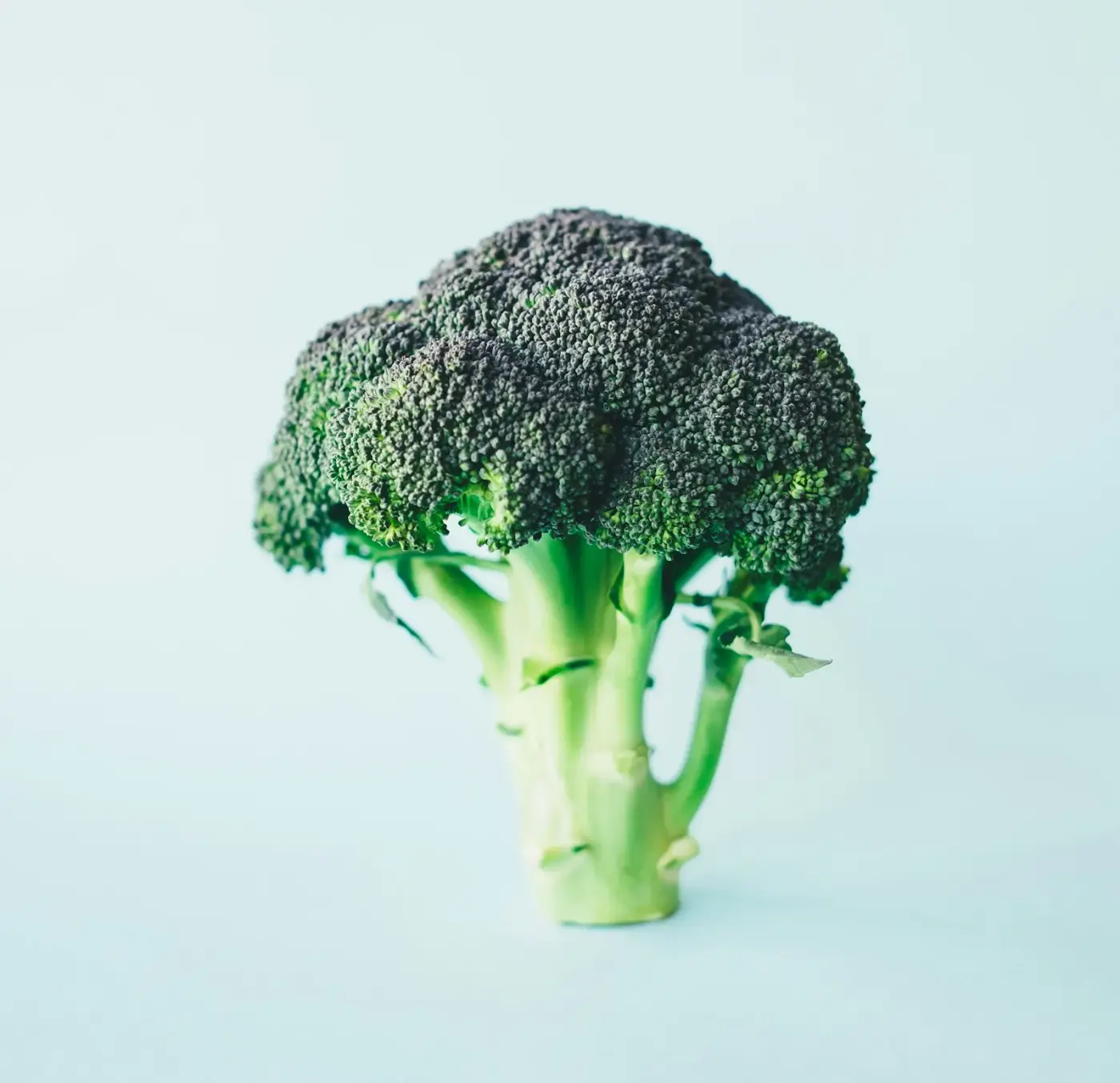 Steamed fresh broccoli LongHorn side served on a white plate
